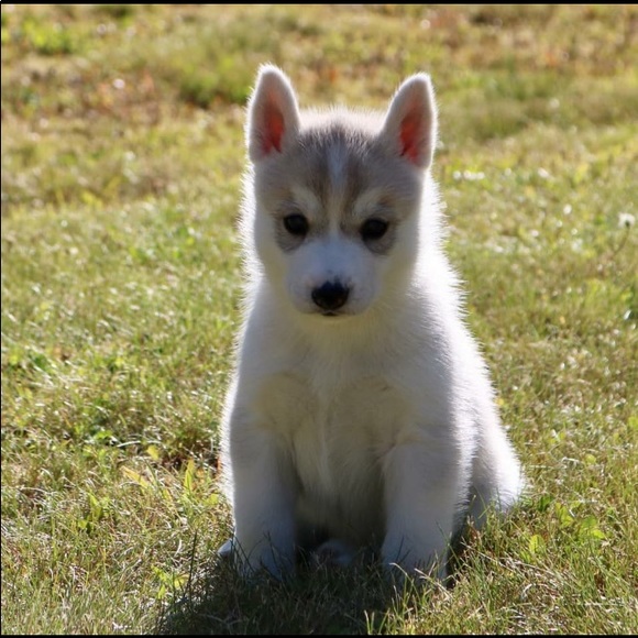 Meet your Posher, Erica - Picture 1 of 5